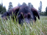 Perrito oculto detrás de la hierba