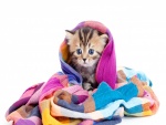 Pequeño gato envuelto en un chal de colores