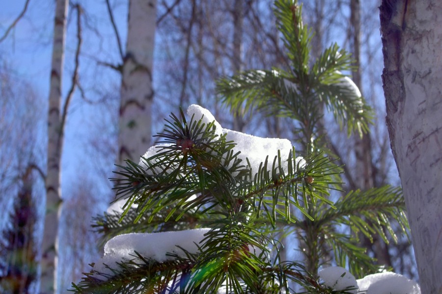 Restos de nieve sobre las ramas de un pequeño pino