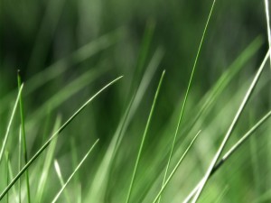 Briznas de hierba verde
