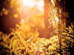 Plantas recibiendo la luz del sol