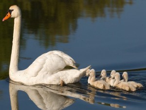 Postal: Bonito cisne paseando con sus crías