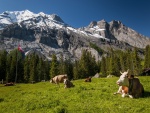 Vacas suizas pastando en los Alpes