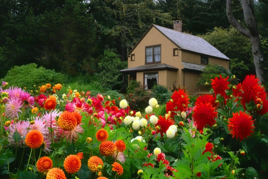 Hermosas flores en el jardín de una pequeña casa
