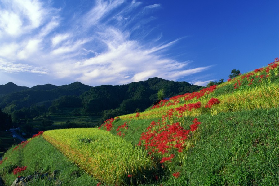 Flores rojas en la ladera verde