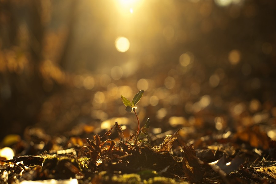 Brote iluminado por el sol