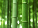 Ramas verdes de bambú