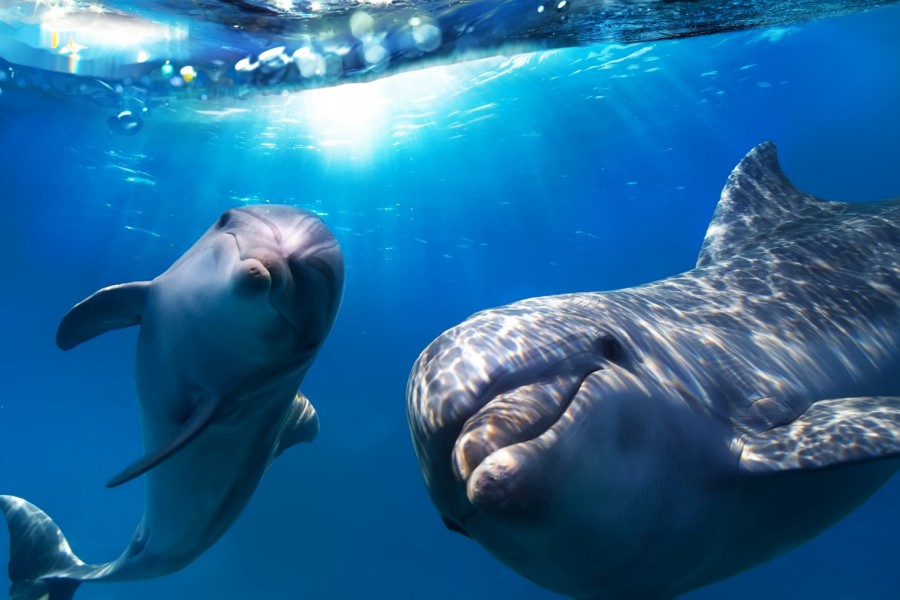 Una pareja de delfines jugando bajo el agua