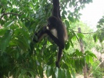 Gracioso mono colgado de una rama