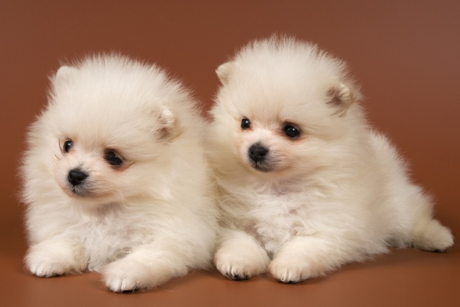 Dos cachorros de pelo blanco