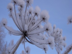 Flor cubierta de nieve