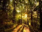 Camino del bosque iluminado por el sol