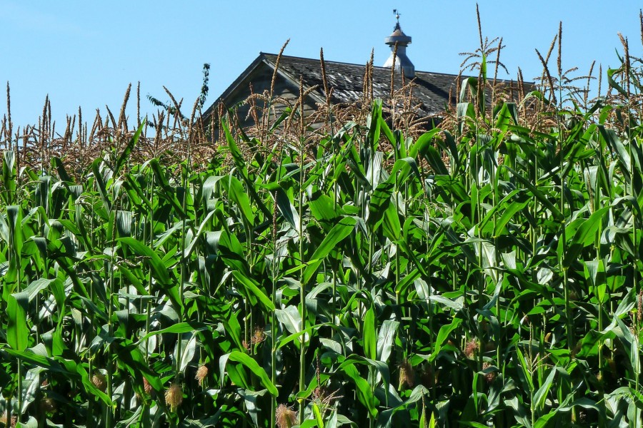 Casa de madera tras el campo de maíz