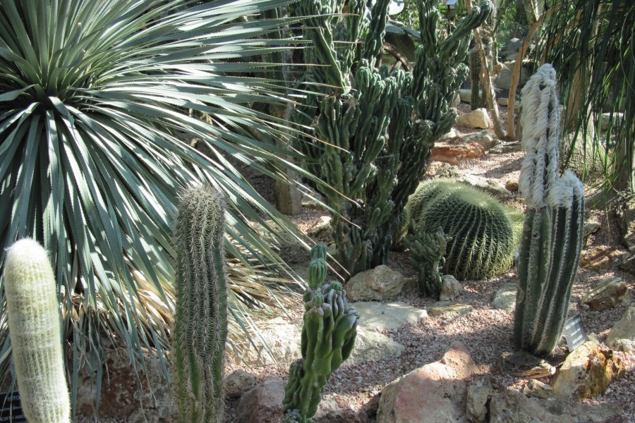 Gran variedad de cactus