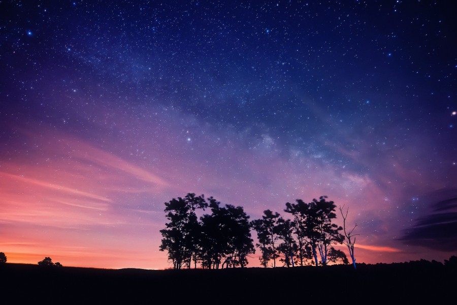 Árboles en un anochecer estrellado