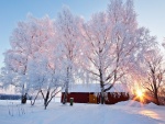 Casa y árboles en un paraje nevado