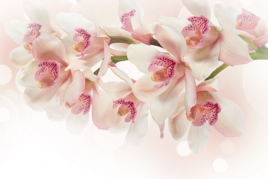 Rama de orquídeas blancas con el labelo rosado