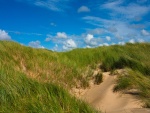 Follaje verde creciendo en las dunas