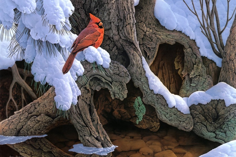 Cardenal rojo en un árbol nevado