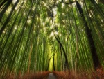 Camino en un bosque de bambú
