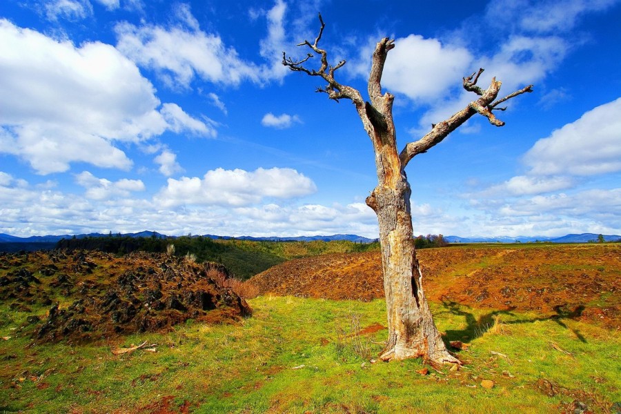 Árbol solitario en el campo