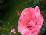Gotitas de rocío sobre una rosa color rosa