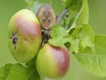 Mariquita y ratón sobre una rama con manzanas