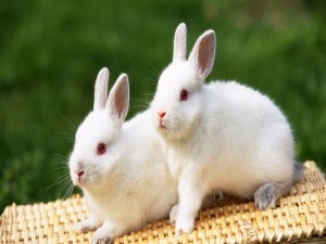 Dos lindos conejitos blancos