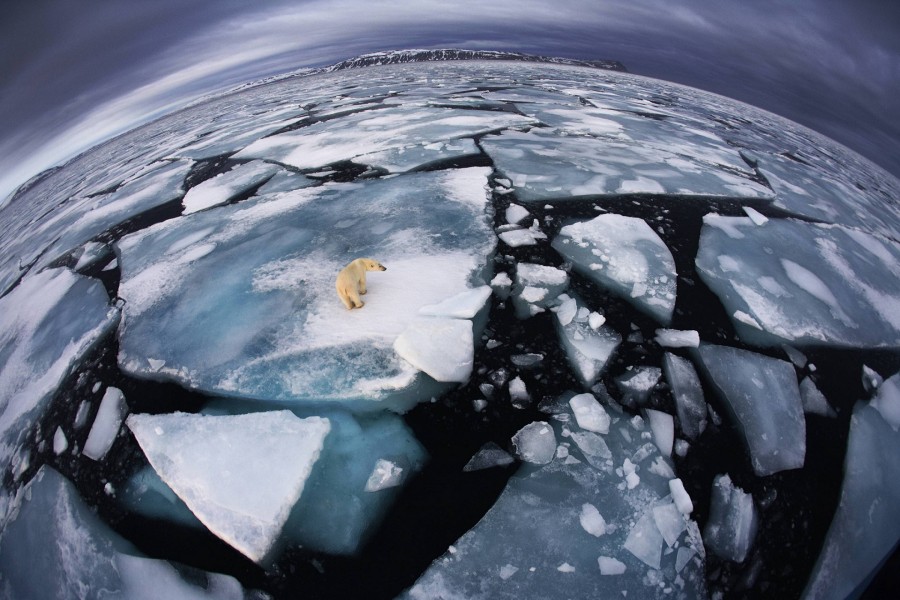 Oso polar aislado en una placa de hielo