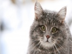 Hermoso gato con copos de nieve sobre el pelo