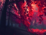 Árboles rojos en el bosque