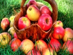 Manzanas maduras en una cesta sobre la hierba