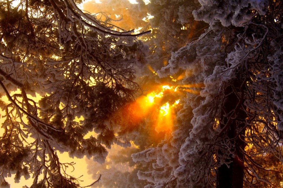 Rayos de sol penetrando entre las ramas de los árboles nevados