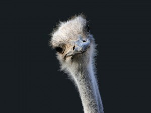 La cabeza de una avestruz