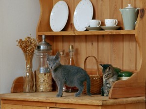 Gatos jugando en un armario de la cocina