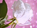 Gotas de rocío sobre una bella rosa blanca