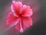 Atractivo hibisco con pétalos rosados