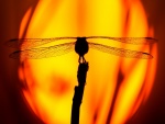 Silueta de una libélula a la entrada del sol