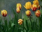Tulipanes amarillos bajo la lluvia