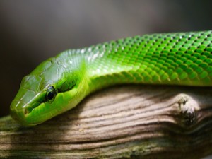 Serpiente verde sobre un tronco