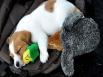 Perrito durmiendo con un peluche