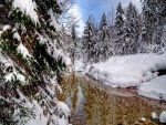 Río claro en el bosque nevado