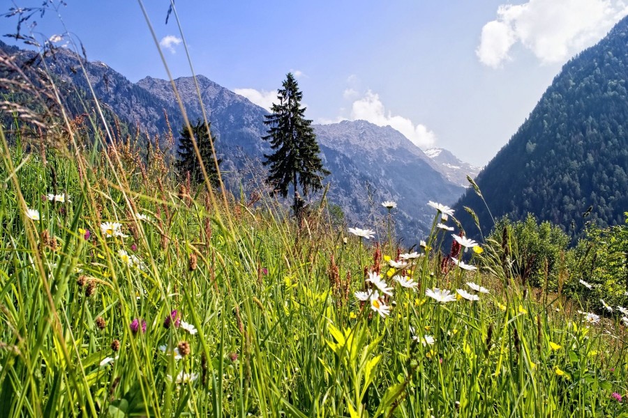 Hierba verde y flores silvestres en la montaña