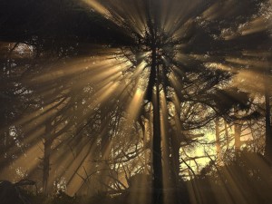 Rayos de sol filtrándose por las ramas de un gran árbol