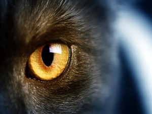 El ojo de un gato