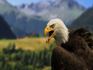 Águila con el pico abierto