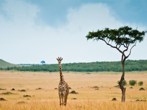 Una joven jirafa