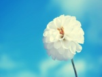 Hermosa flor blanca