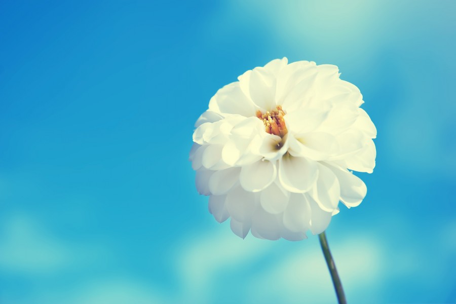 Hermosa flor blanca (67836)