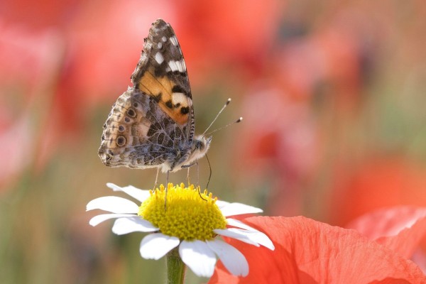 Mariposa sobre una margarita